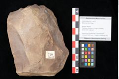 Foto (Objekt + Etikett) von Myrica lignitum Unger (NHMW-GEO-2024-0188-0720)